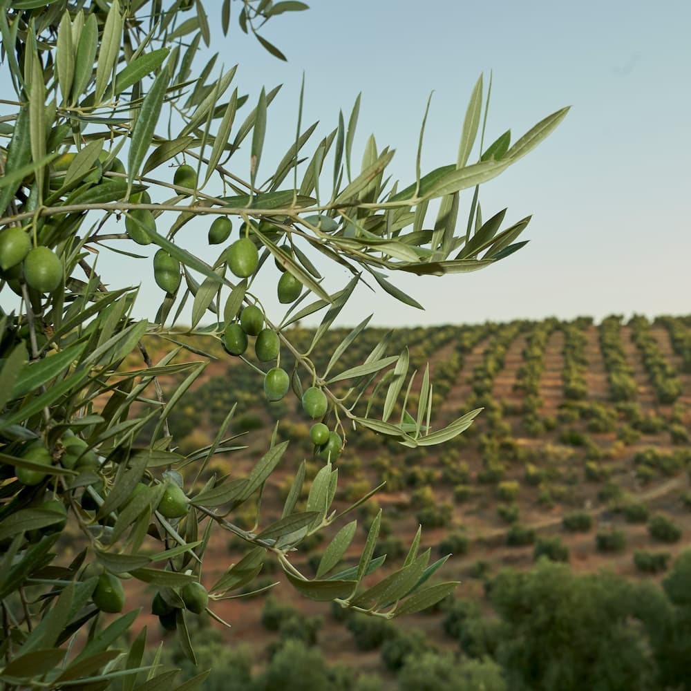 "Romeo Verde" frühe Ernte - BIO natives Olivenöl extra - Premiumqualität