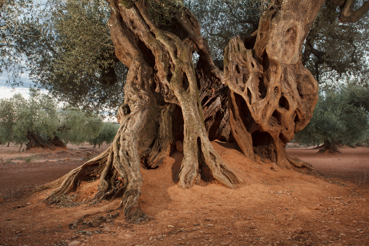 Stamm alter Olivenbaum