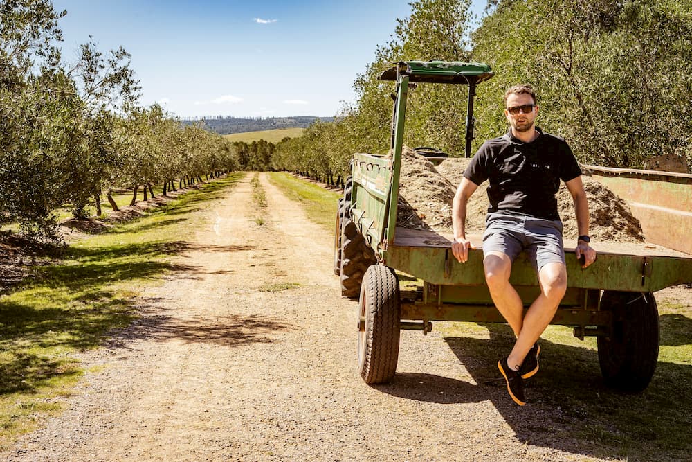 Traktor in einem Olivenfeld während des Baumschnittes