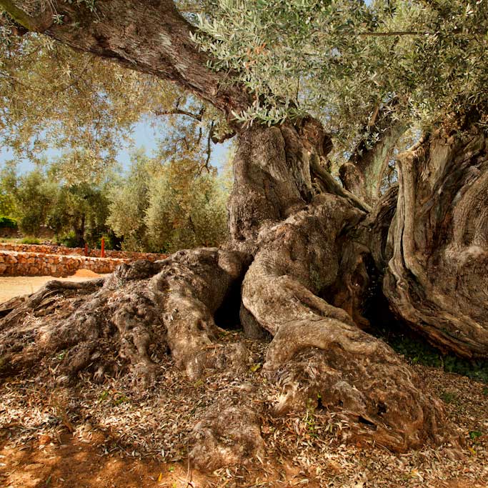"Etern" natives Olivenöl extra von 1000 jährigen Bäumen