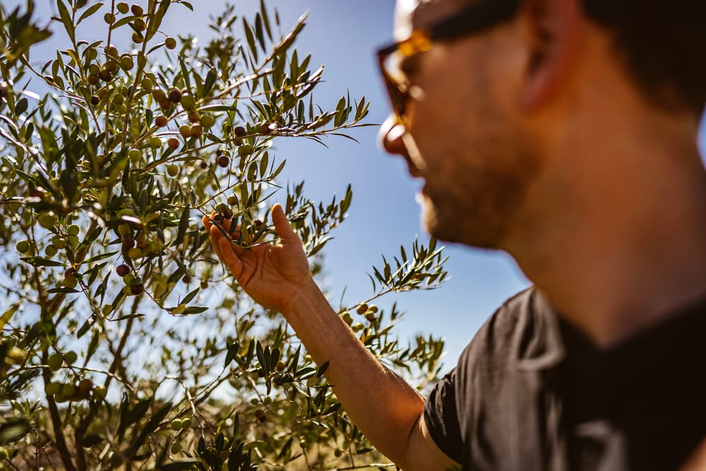 Olivenbaum mit ölfreund Inhaber