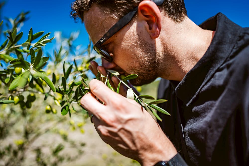 Inhaber vom ölfreund überprüft die Reife der Oliven am Baum