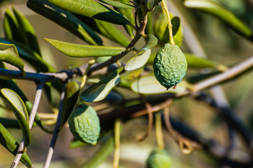 ausgetrocknete Oliven an einem Baum